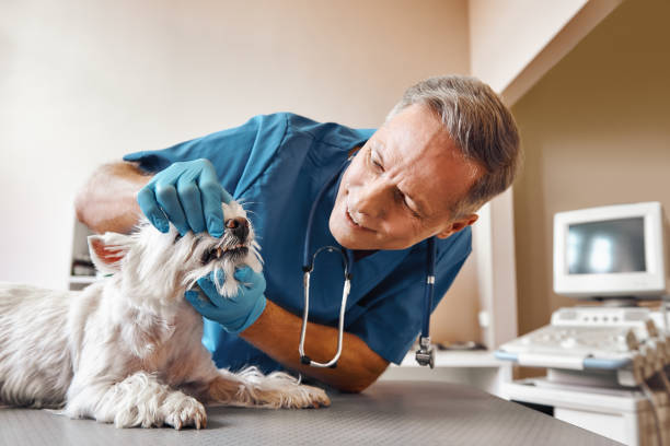 Best Emergency Root Canal Treatment in Bayside Gardens, OR